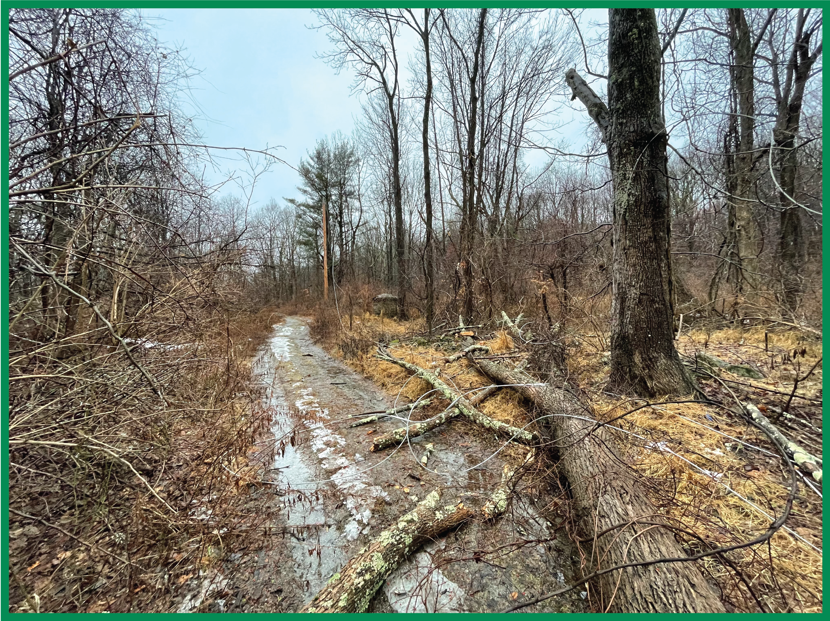 Tree Management | SussexREC